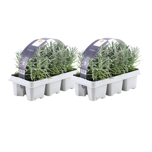 Lavandula angustifolia – Echter Lavendel – Ø7cm – ↕15cm – 12 Pflanzen – Duftende & Mediterrane Pflanzen – Für Garten, Balkon & Terrasse