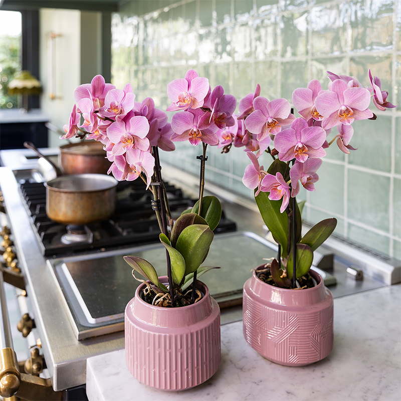 Kolibri Orchids | KOMBI-ANGEBOT mit 2 Phalaenopsis-Orchideen - Treviso - Topfgröße Ø9cm | Blühende Zimmerpflanze - Frisch vom Züchter 