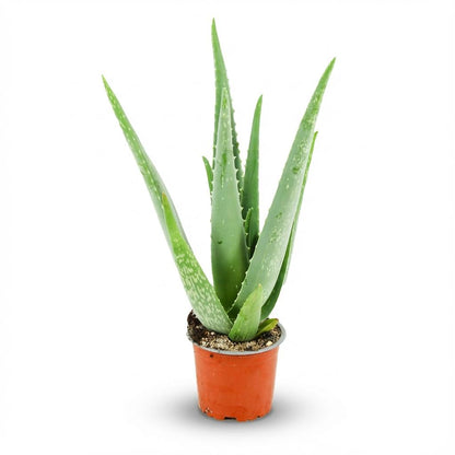 Aloe Vera Zimmerpflanze Ø10,5cm Höhe35–40cm – Pflegeleichte Sukkulente mit fleischigen Blättern – Sonnenliebende Pflanze für Wohnraum & Büro 