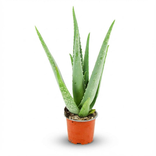 Aloe Vera Zimmerpflanze Ø10,5cm Höhe35–40cm – Pflegeleichte Sukkulente mit fleischigen Blättern – Sonnenliebende Pflanze für Wohnraum & Büro 