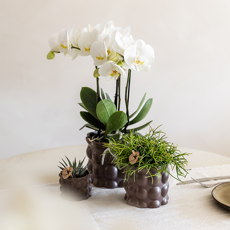 Kolibri Orchids | Pflanzenset Cotton Braun | Grüne Pflanzen mit Weißer Phalaenopsis-Orchidee Ghent in Keramischen Ziertöpfen 