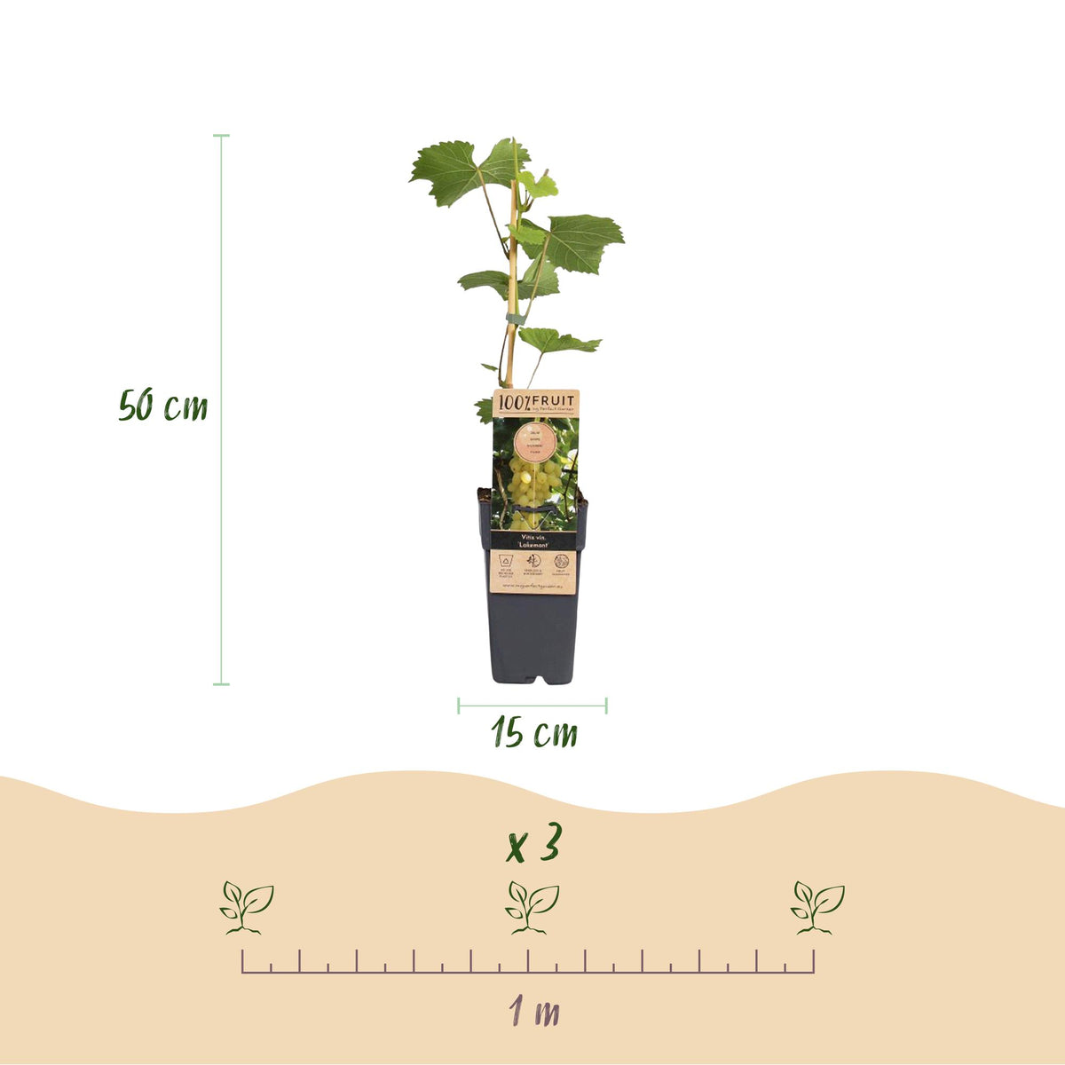 Green boutiQ - Fruit plant - Vitis vinifera Lakemont - Grape plant - Winter hardy - Golden Yellow Grape - 2 Plants - Pot 15cm - Height 50cm 