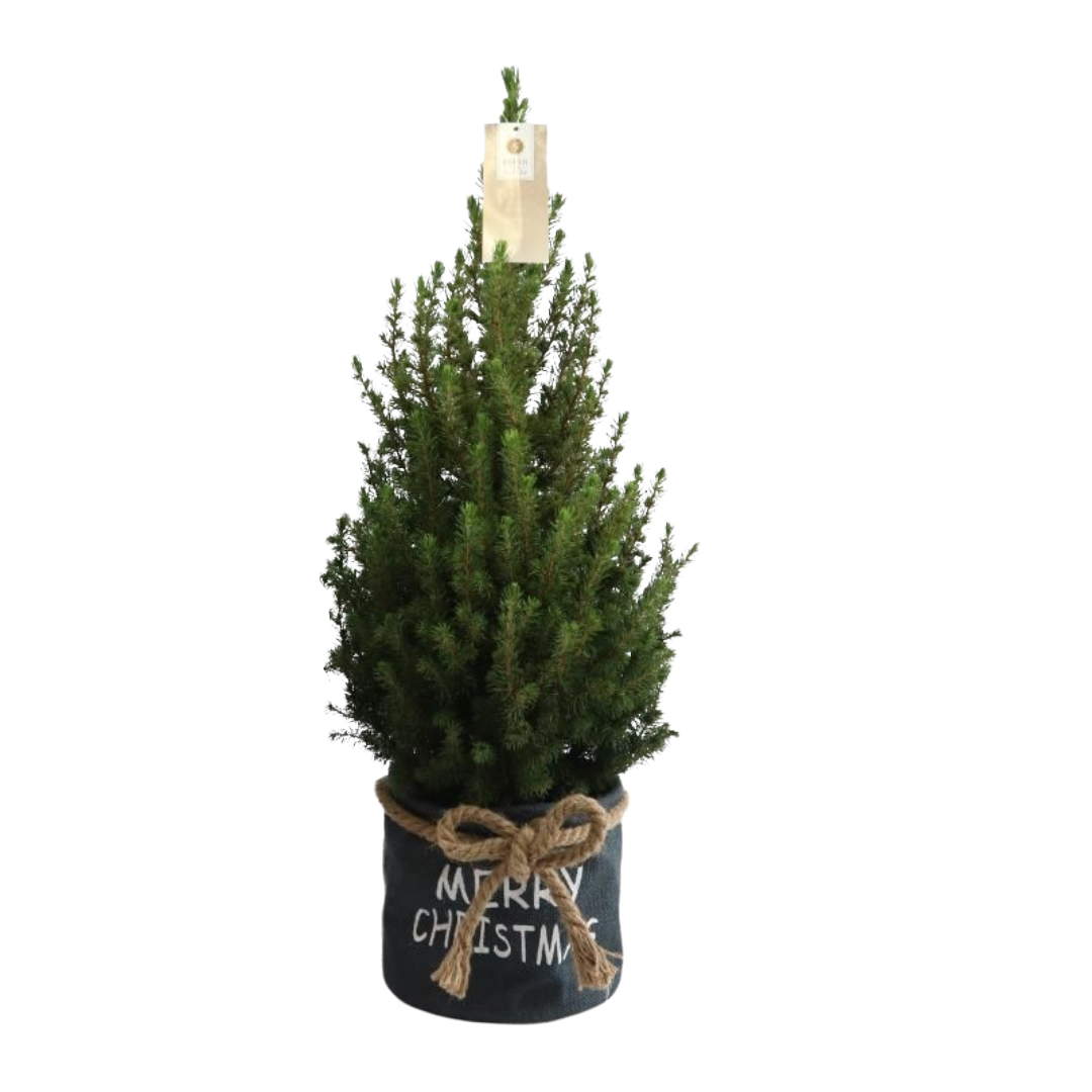Kleine Weihnachtsbaum in Xmas Bag blau - 70 cm - Picea Glauca Conica - Standalone 