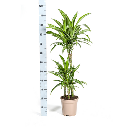 Drachenbaum – Dracaena Deremensis White Stripe – Zimmerpflanze – Ø21cm – ↕90–110cm – Pflegeleichte Grünpflanze mit dekorativen Blättern – Ideal für Wohnzimmer, Büro & Flur 