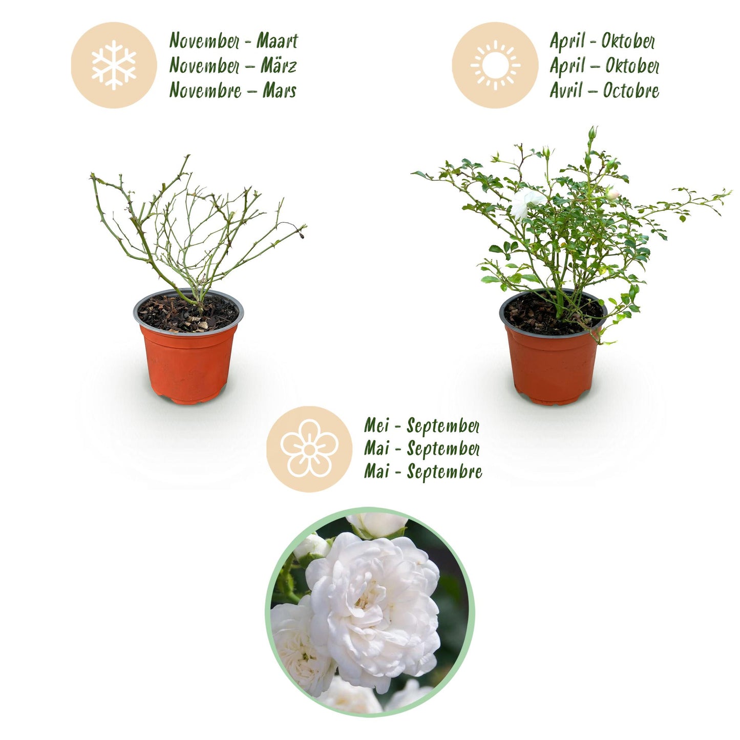 Green boutiQ - Gartenrose - Rosa White Fairy - Rose - Winterhart - Weiß - 1 Pflanze - Topf 12cm - Höhe 20-25cm 