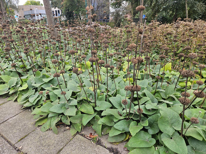 Russel-Brandkraut Phlomis russeliana – ↕10-25cm – Ø9cm – 60 Pflanzen – Staude – Winterhart – Bienenfreundlich – Gelbe Blüten