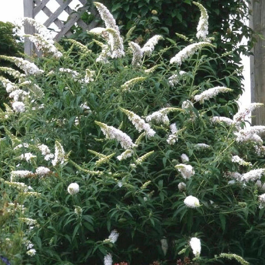 Green boutiQ - Garden Plant - Buddleja davidii White Profusion - Butterfly Bush - Hardy - White - 3 Plants - Pot 17cm - Height 45cm 