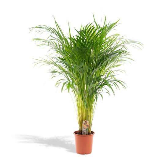 Goldfruchtpalme Areca – Zimmerpflanze Ø21cm – 110cm hoch – Luftreinigende tropische Palme für gesundes Raumklima – frisch aus der Baumschule 