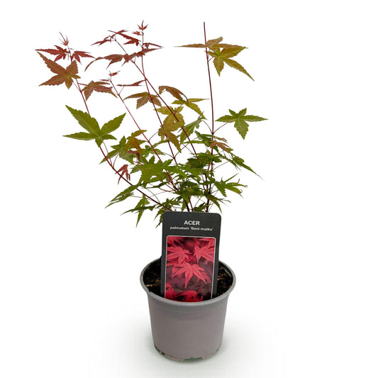 GreenboutiQ - Gartenpflanze - Acer palmatum Beni-maiko - Rot - 1 Pflanze - Laubabwerfend - Wenig Pflege - Topf 12cm Höhe 35cm 