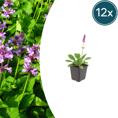 Stachys monieri Hummelo – 12 Pflanzen Ø9cm – Höhe10-25cm – Rosa Blütenstaude für Beet & Präriegarten – Bienenfreundlich winterhart – Pflegeleichte Gartenstaude - Oasis of Life