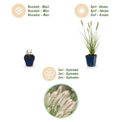 Lampenputzergras 'Hameln' – Pennisetum alopecuroides 'Hameln' – Topf Ø11cm – Bienenfreundliche Staude für Garten & Balkon