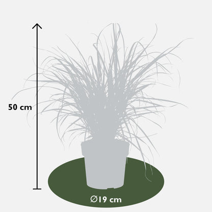 Lampenputzergras - Pennisetum x advena 'Summer Samba' - Ø19cm - ↕50cm