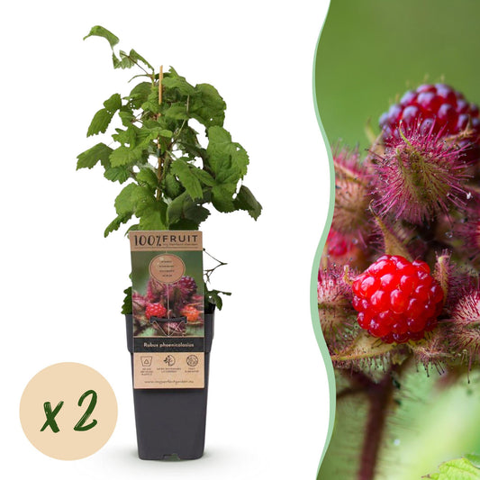 Green boutiQ - Fruit Plant - Rubus phoenicolasius - Japanese Wine Berry - Hardy - Bright Red Raspberry - 2 Plants - Pot 15cm - Height 50cm 