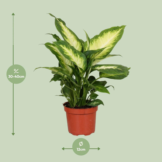 Dieffenbachie - Dieffenbachia Camilla - Zimmerpflanze - Ø12cm - ↕35cm