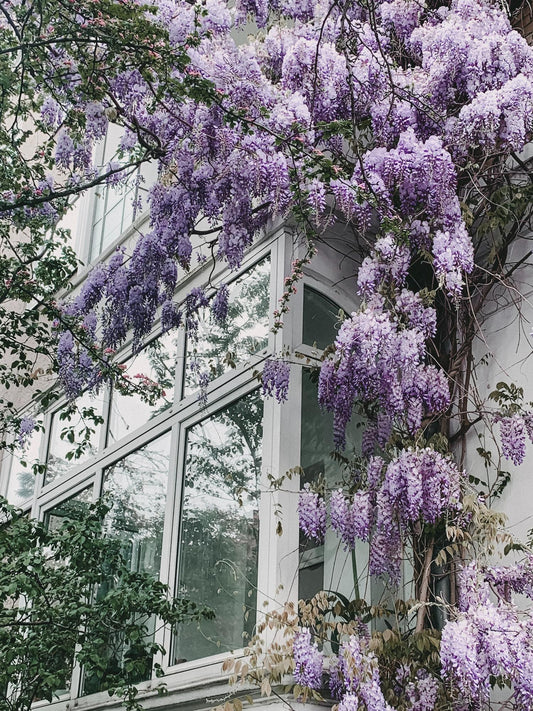 Blauregen - Wisteria floribunda 'Naga Noda' - Purpurner Regen - Ø15cm ↕65cm - Schnellwachsende Kletterpflanze mit langen, violetten Blütentrauben für Pergola, Zaun & Garten 