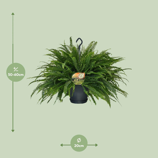 Schwertfarn - Nephrolepis Green Lady - Zimmerpflanze - Ø20cm - ↕60cm