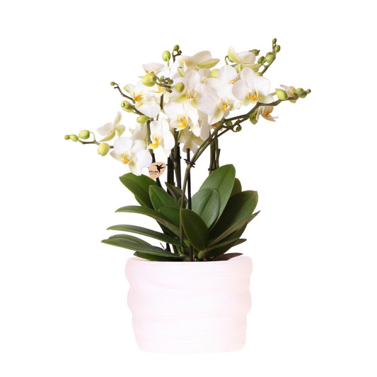 Weiße Lausanne-Orchidee 12 cm – Como-Übertopf mit Easy Watering System, inklusive Wasserreservoir