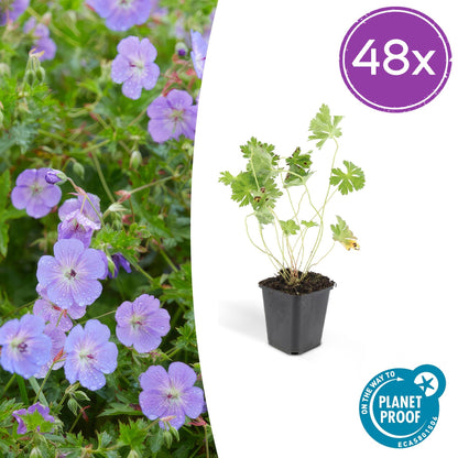Geranium Rozanne – Blühender Bodendecker – 48 Pflanzen – ↕10–25cm – Ø9cm – Langanhaltende Blüte von Mai bis Herbst – Pflegeleicht & winterhart – Für Beete, Rabatten & Kübel 