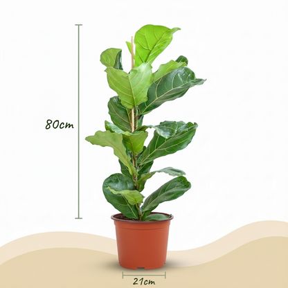 Green boutiQ - Plante d'intérieur - Ficus Lyrata - Figuier lyre - Vert - Entretien facile - 1 Plante - Pot 21cm - Hauteur 75 - 85cm 