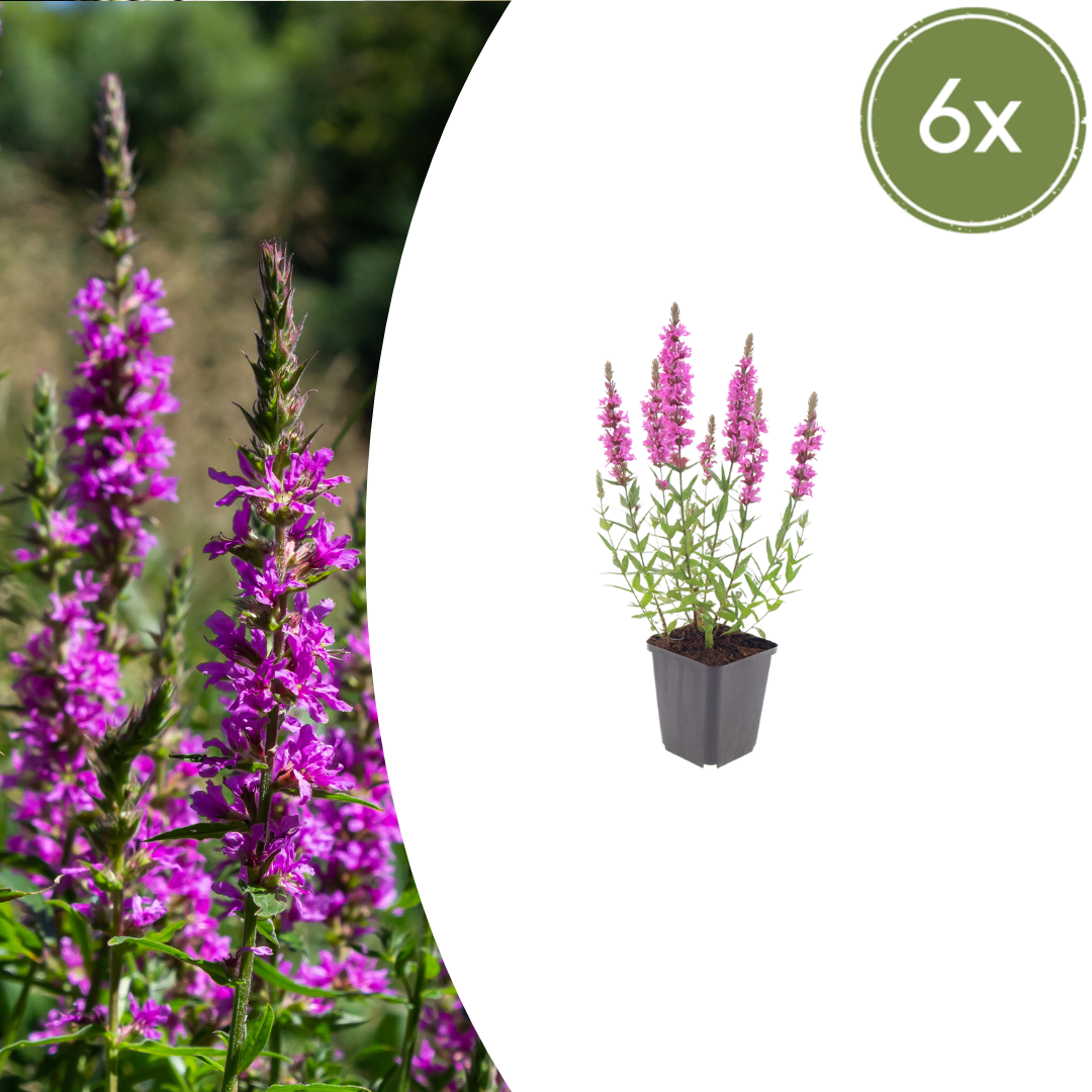 Lythrum salicaria Blutweiderich – 6 Pflanzen Ø9cm – Höhe10-25cm – Rosa purpurne Blütenstaude für Teichrand & Feuchtbeet – Bienenfreundlich winterhart – Pflegeleicht