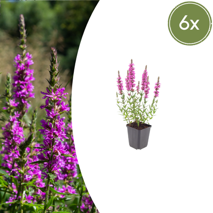 Lythrum salicaria Blutweiderich – 6 Pflanzen Ø9cm – Höhe10-25cm – Rosa purpurne Blütenstaude für Teichrand & Feuchtbeet – Bienenfreundlich winterhart – Pflegeleicht
