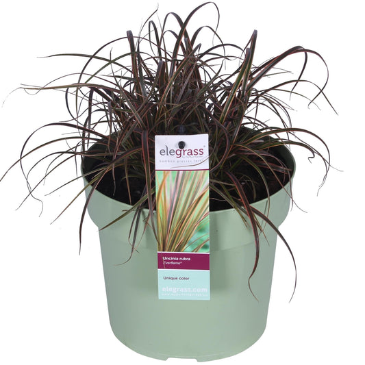 Uncinia rubra Everflame - Ø19cm - ↕40cm - Ø19 - ↨40cm 