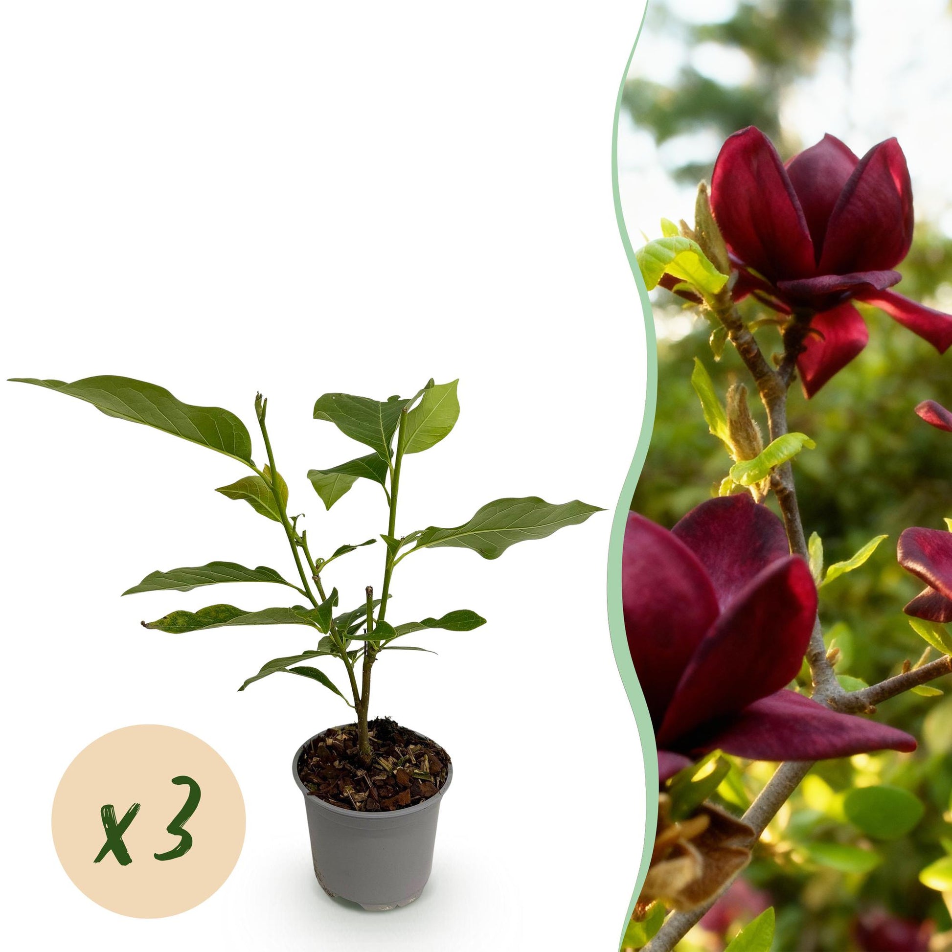 GreenboutiQ - Gartenpflanze - Magnolia Genie - Blüte Lila - 3 Pflanzen - Laubabwerfend - Wenig Pflege - Topf 12cm Höhe 30cm 