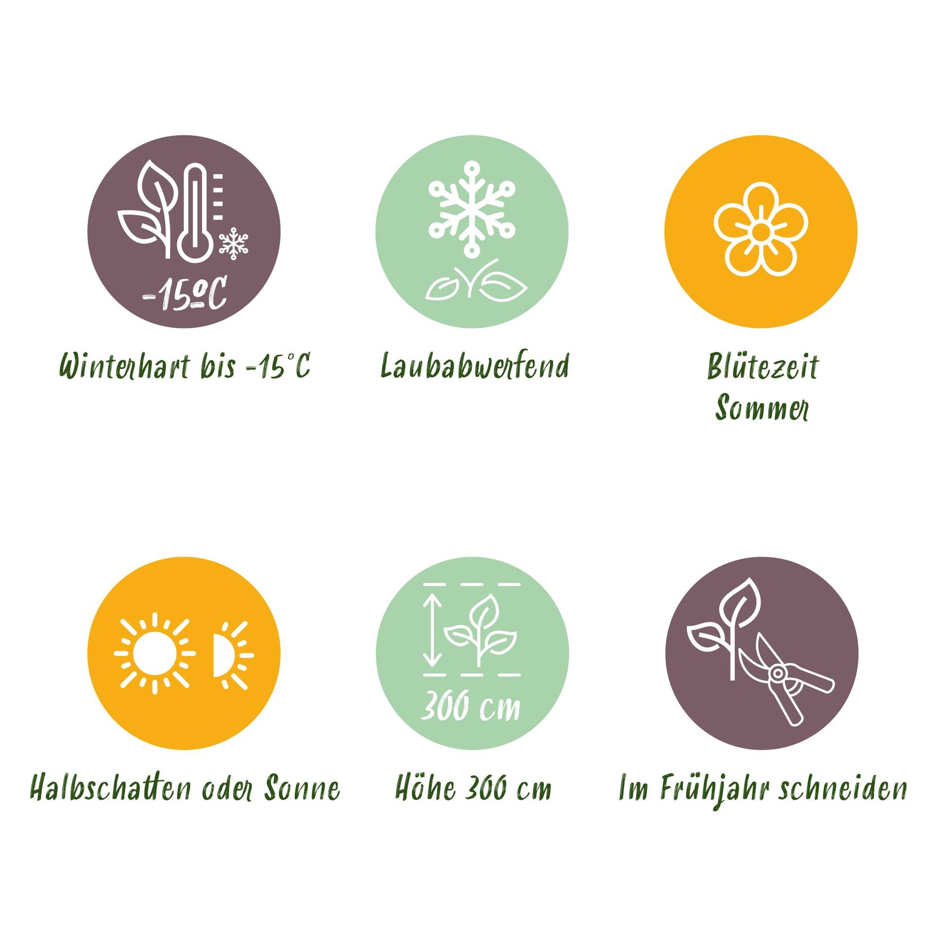 GreenboutiQ - Gartenpflanze - Cotinus coggyria Tricolour - Lila-Grün-Gelb - 3 Pflanzen - Laubabwerfend - Wenig Pflege - Topf 12cm Höhe 35cm 