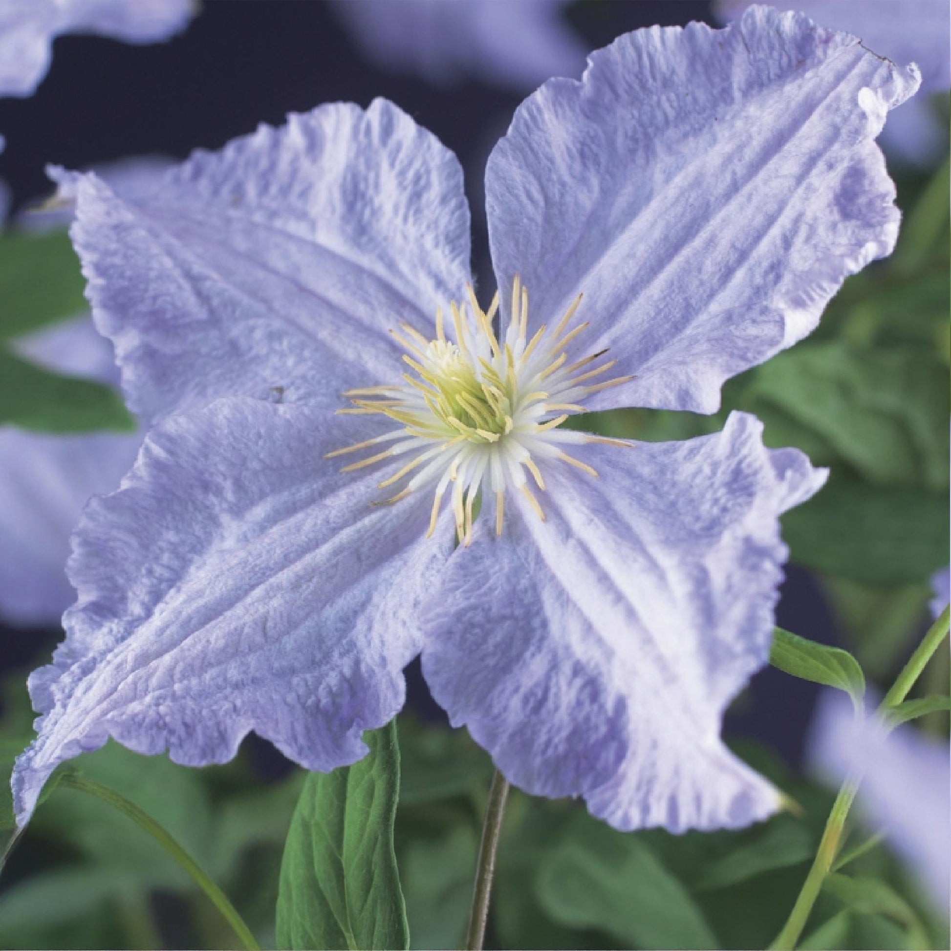 Clematis 'Blue Angel' – 2er Set – Kletterpflanze mit hellblauen Blüten – Ø11 cm – Höhe ca. 40 cm – Pflegeleicht – Blüht Frühling bis Sommer – Für Spaliere & Pergolen 