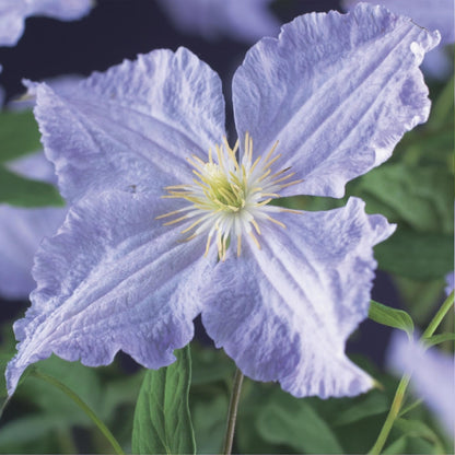 Clematis 'Blue Angel' – 2er Set – Kletterpflanze mit hellblauen Blüten – Ø11 cm – Höhe ca. 40 cm – Pflegeleicht – Blüht Frühling bis Sommer – Für Spaliere & Pergolen 