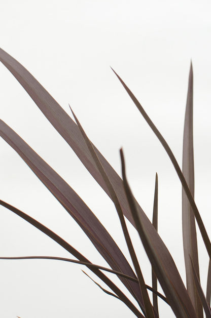 Neuseeländer Flachs - Phormium 'Rubra Nana' - Ø14cm - ↕50cm 