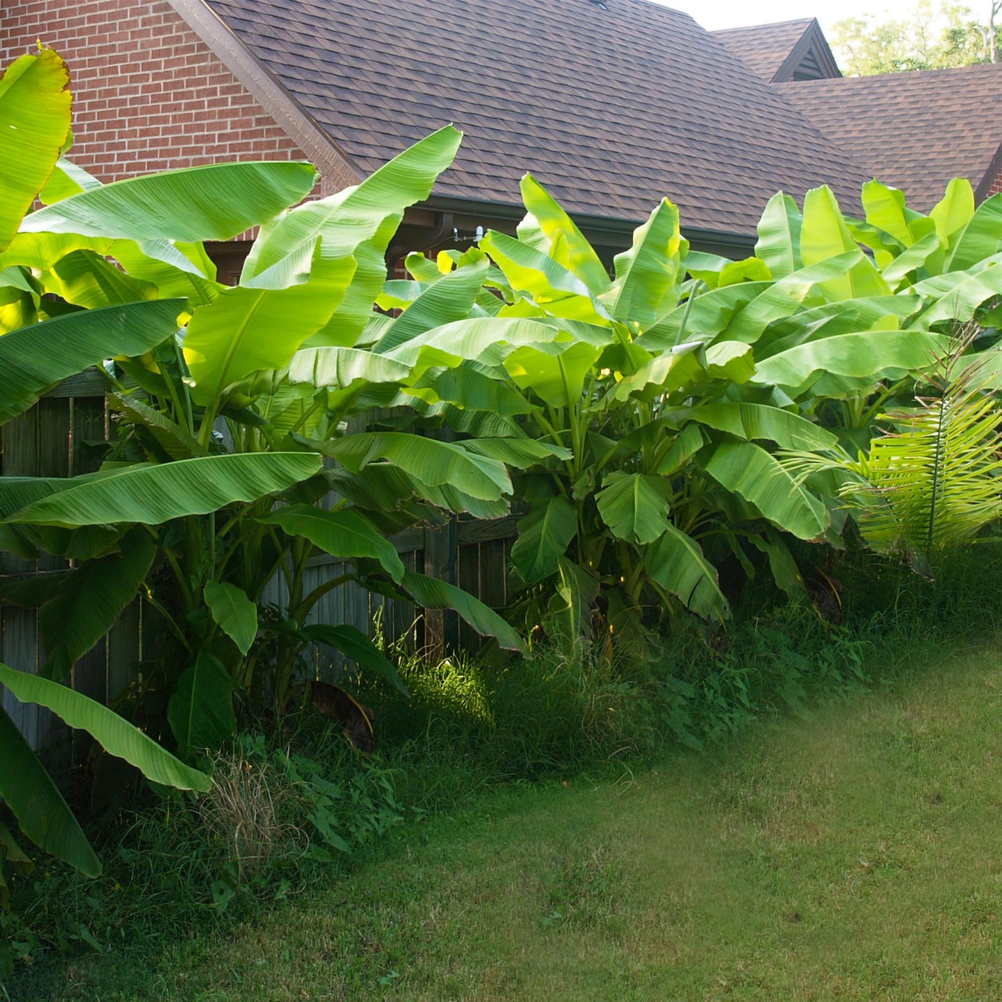 Bananenpflanze Musa Basjoo – 4 Pflanzen – Winterhart – Topf Ø12 cm, Höhe ca. 30 cm – Exotische Garten- und Terrassenpflanze – Große grüne Blätter – Ideal für Beet & Balkon 