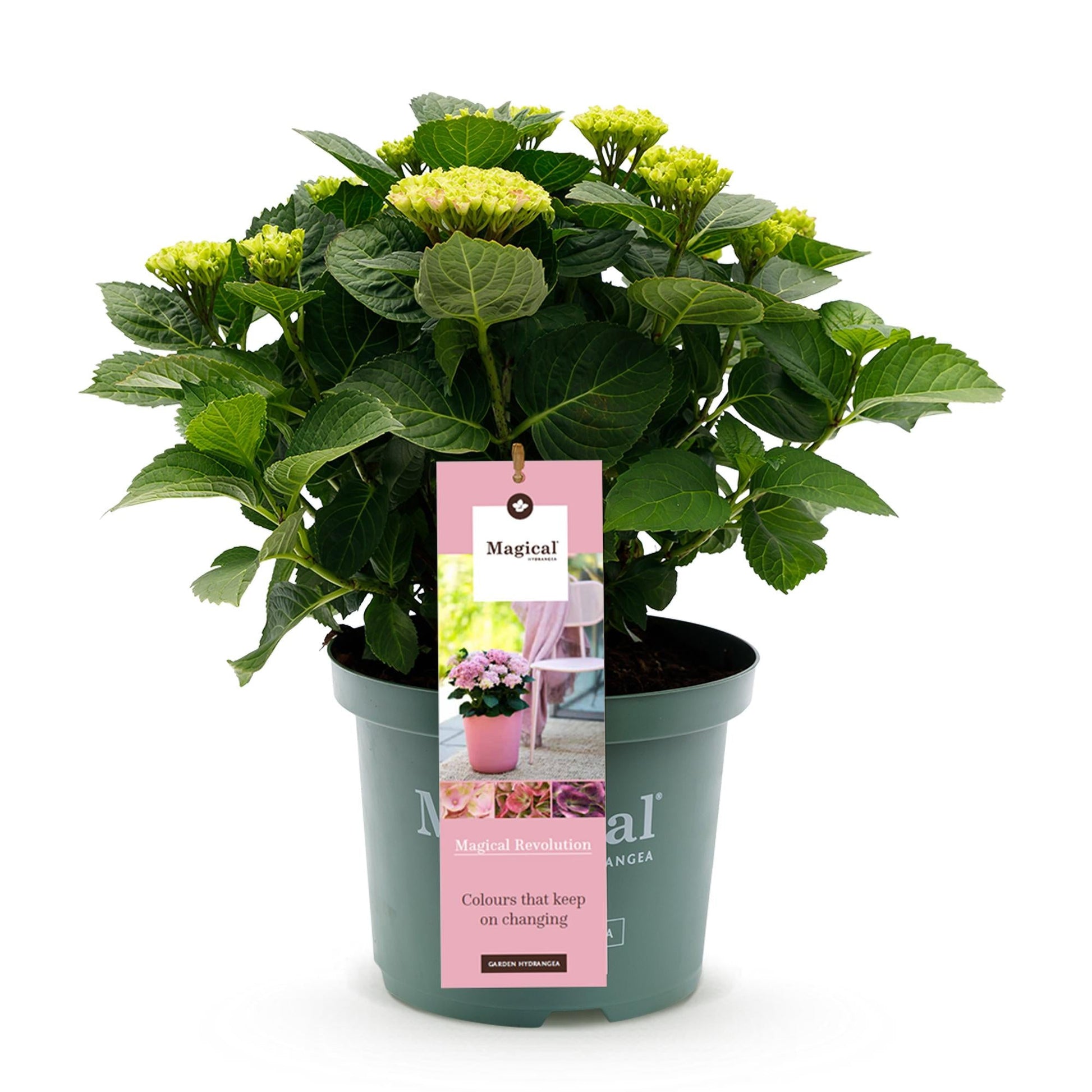 Hortensie Magical Revolution Pink – Rosa – Hydrangea macrophylla – 23 cm – Ca. 55 cm hoch – 6–10 Blüten – Für Balkon, Terrasse & Beet – Pflegeleicht & Blühfreudig 