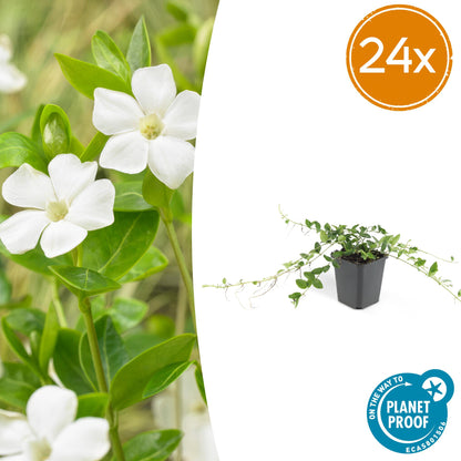 Vinca minor ‘Alba’ – 24 Pflanzen – ↕10-25cm – Ø9cm – Bodendecker – Weiße Blüten – Sonne & Schatten – Pflegeleicht & Robust 