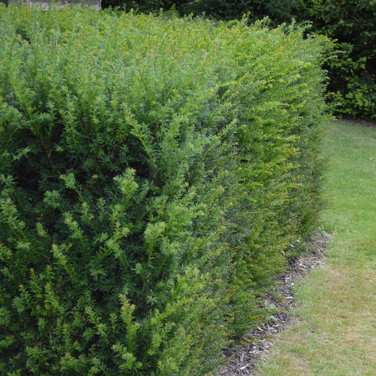 Europäische Eibe Taxus baccata – Immergrün – Heckenpflanze – 6 Pflanzen – 17 cm x H60 cm – pflegeleicht 