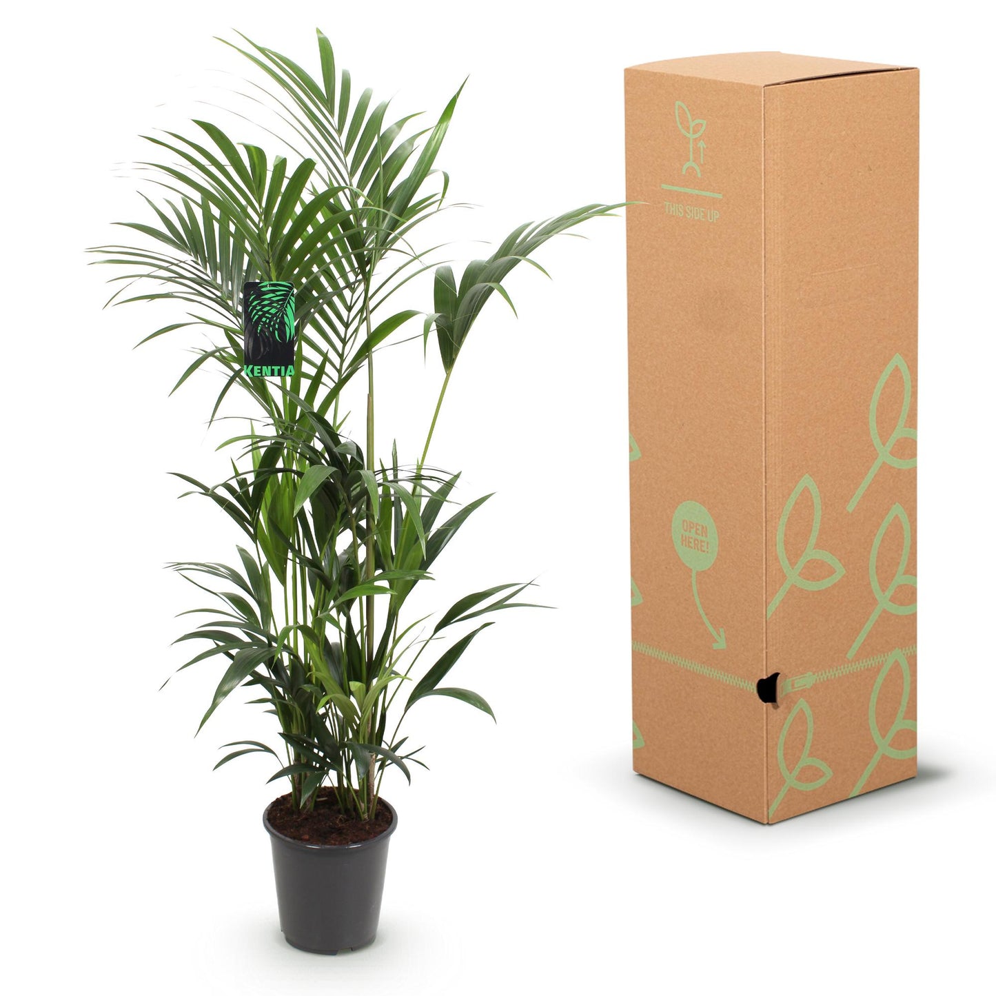 Howea Forsteriana – Kentia-Palme – 160–170cm – 27cm – Pflegeleichte, elegante Zimmerpalme mit fiederartigen Wedeln – Tropisches Highlight für Wohn- und Arbeitsbereiche 