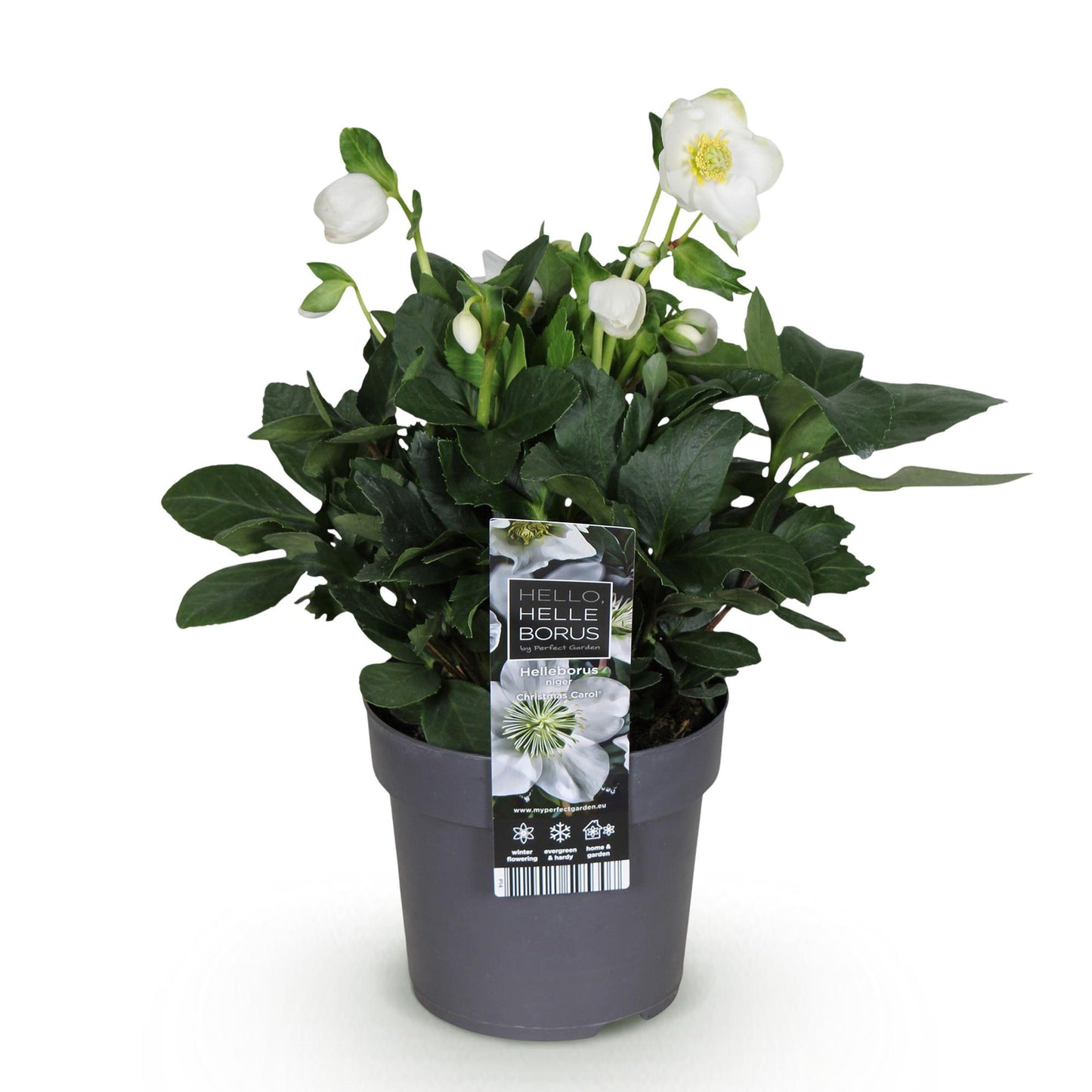 GreenboutiQ - Gartenpflanze - Weihnachtsrose - Helleborus Christmas Carol - Weiße Blüte - 1 Pflanze - Immergrün - Topf 14cm Höhe 30cm 