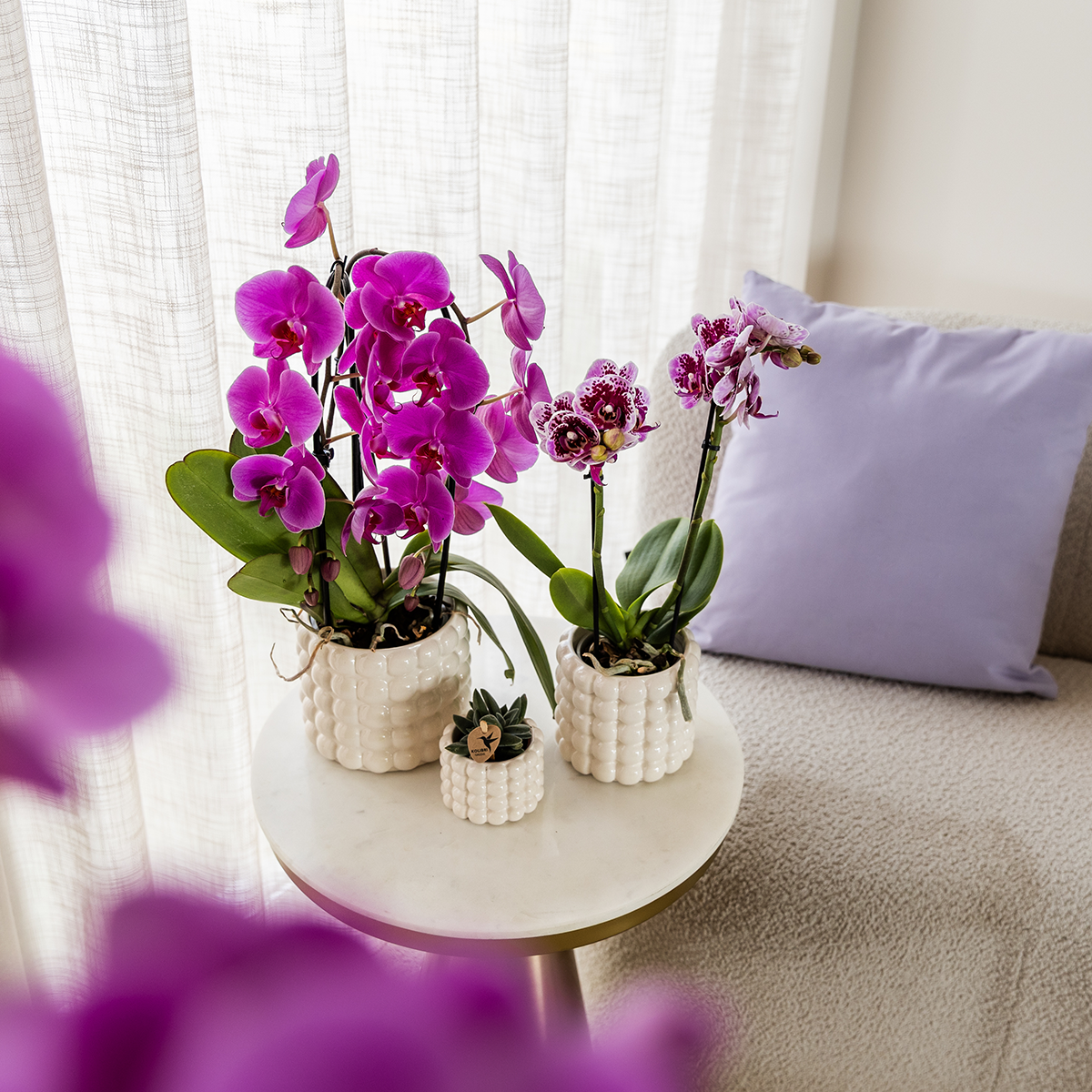 Kolibri Orchids | Violette Phalaenopsis-Orchidee Topfgröße Ø12cm | Freeride | Blühende Zimmerpflanze – Frisch vom Züchter 