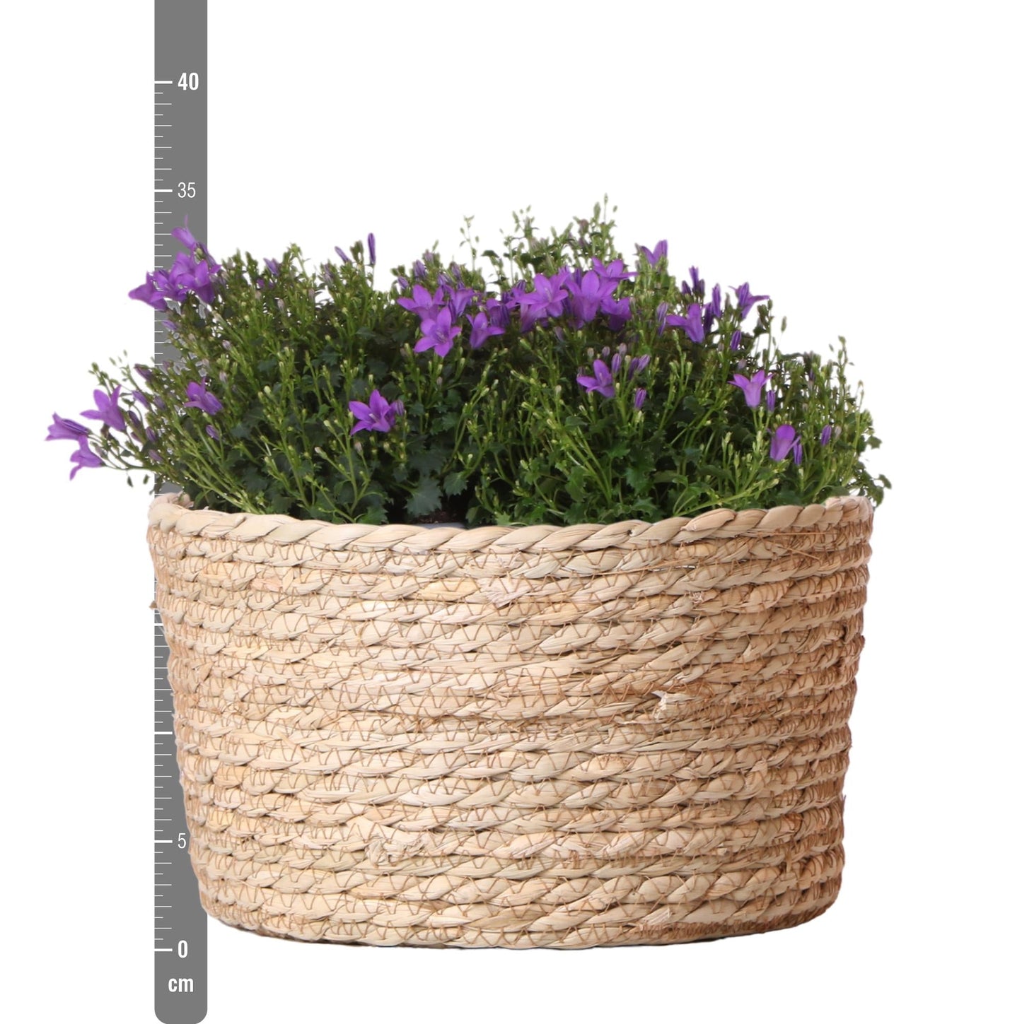 Campanula Addenda Ambella Intense purple - Weidenschale mit Campanula mit Bewässerungssystem - 3 Stück - Glockenblume Lila - Topfgröße 12cm 