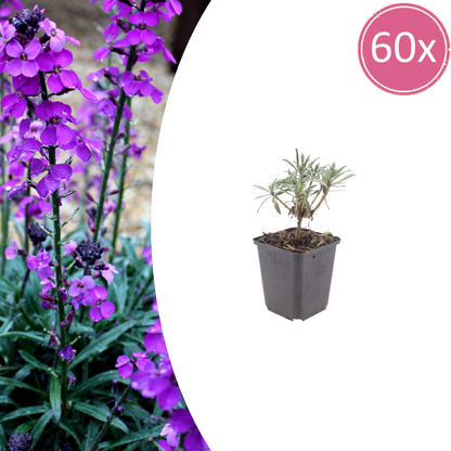 Erysimum Bowles Mauve – 60 Pflanzen Goldlack Staude – 10-25cm – Ø9cm – Extrem langblühende Gartenpflanze für sonnige Standorte – Bienenfreundliche Blühstaude