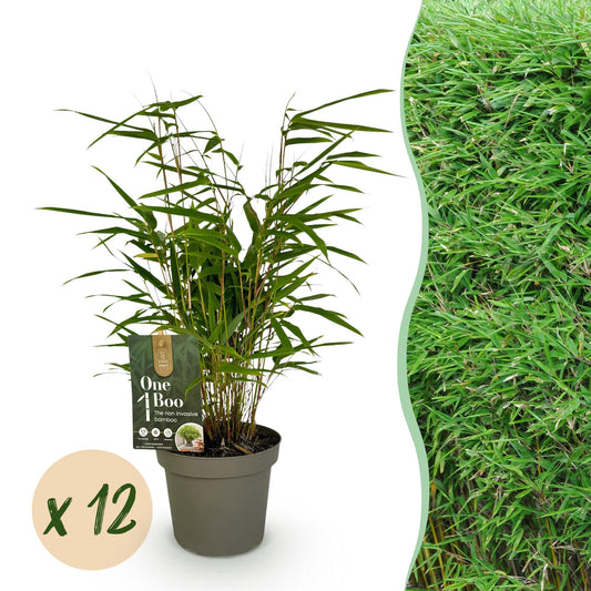 Green boutiQ - Bambus - Fargesia Rufa - Immergrün - Nicht Wuchernd - Grün - 12 Pflanzen - Topf 14cm - Höhe 35cm 