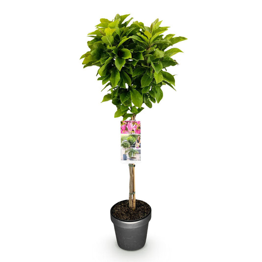 GreenboutiQ - Stamm-Pflanze - Magnolia Susan - Terrassenpflanze - Laubabwerfend - Winterhart - Rosa Blüte - Topf 19cm Höhe 90cm 