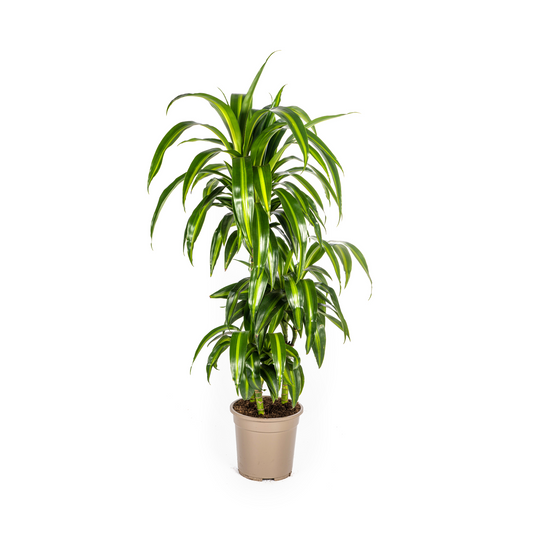 Drachenbaum - Dracaena Deremensis ‘Hawaiian Sunshine’ – Zimmerpflanze – Ø21 cm – Höhe 90–110 cm – Tropisches Flair mit gelb-grünem Laub 