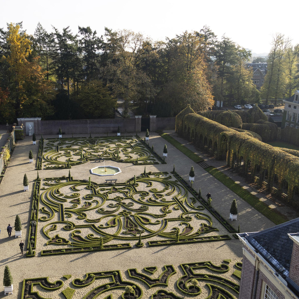GreenboutiQ - Buxus Hecke - BetterBuxus Babylon Beauty - Resistent gegen die Buxuskrankheit - 7 Pflanzen - 1 laufender Meter - Topf 10,5cm Höhe 25-30 