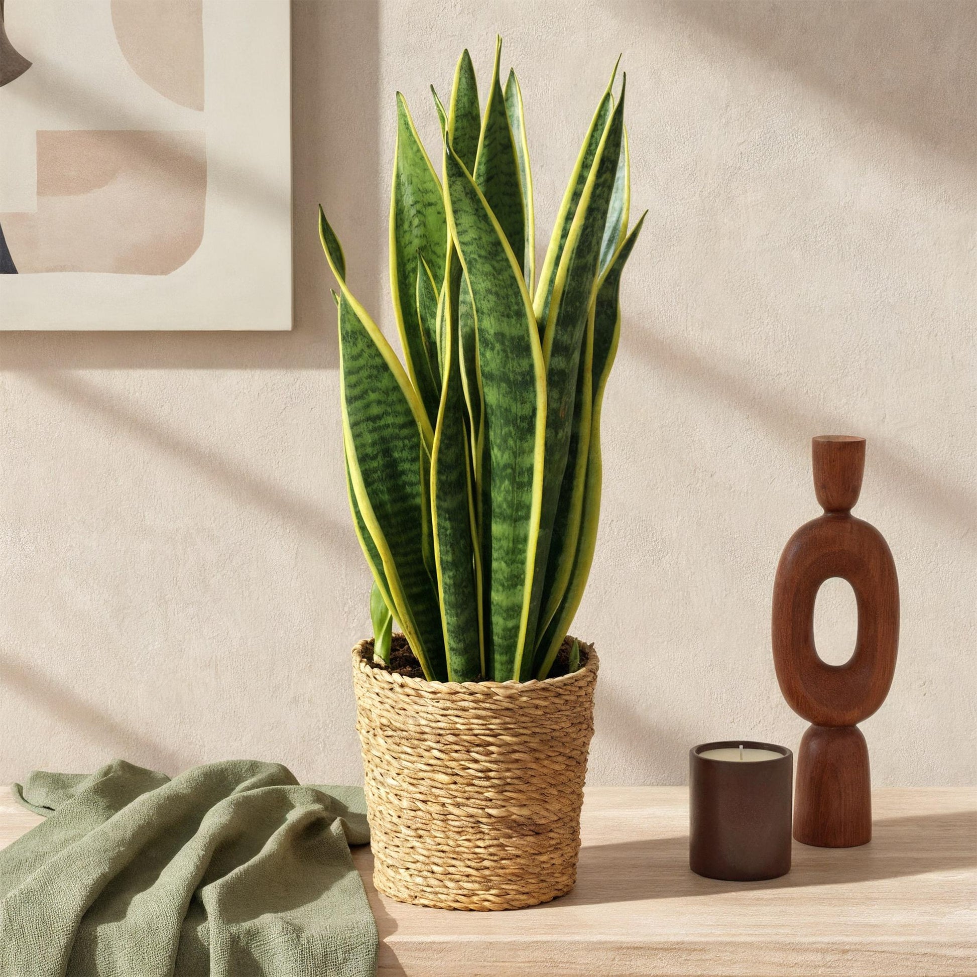 Green boutiQ - Zimmerpflanzen - Sansevieria Laurentii - Schwiegermutterzunge - Wenig Pflege - Grün - Gelb - 1 Pflanze - Topf 17cm - Höhe 60-70cm 