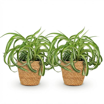 Green boutiQ - Zimmerpflanze - Chlorophytum comosum Bonnie - Lockige Graslilie - Haustierfreundliche Pflanze - Grün - 2 Pflanzen - mit Korb - Topf 12cm - Höhe 20cm 