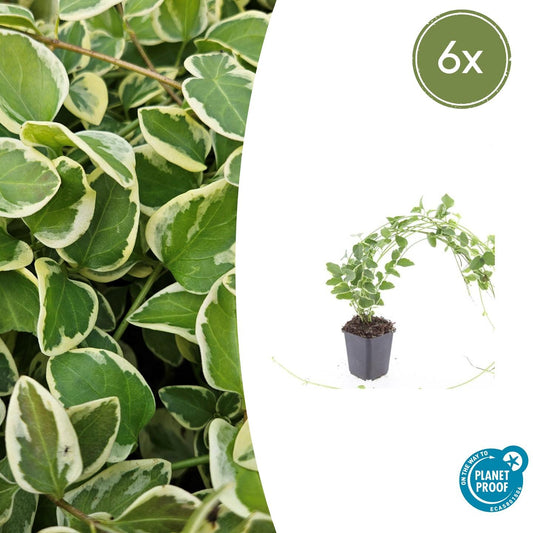 Kleines Immergrün Vinca major 'Variegata' – ↕10-25cm – Ø9cm – 6 Pflanzen – Bodendecker – Wintergrün – Schattentauglich – Unterpflanzung