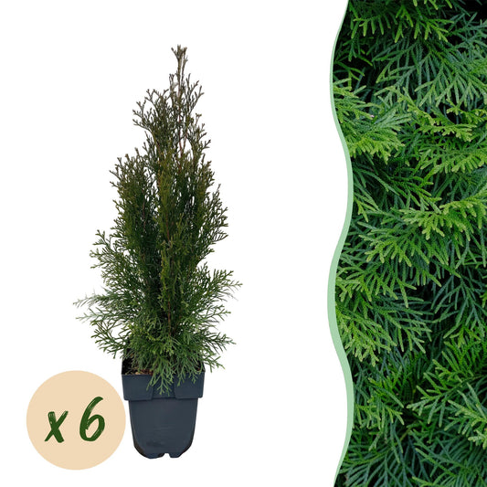 Lebensbaum Thuja occidentalis Smaragd – Immergrüne Heckenpflanze – 6 Pflanzen – 17 cm x H60 cm – Dichte, grüne Hecke 