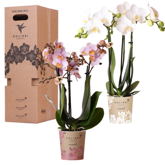 Orchideen Überraschungsbox – 2 Orchideen 9 cm, Pflanzen-Vorteilsbox, frische Lieferung direkt vom Züchter