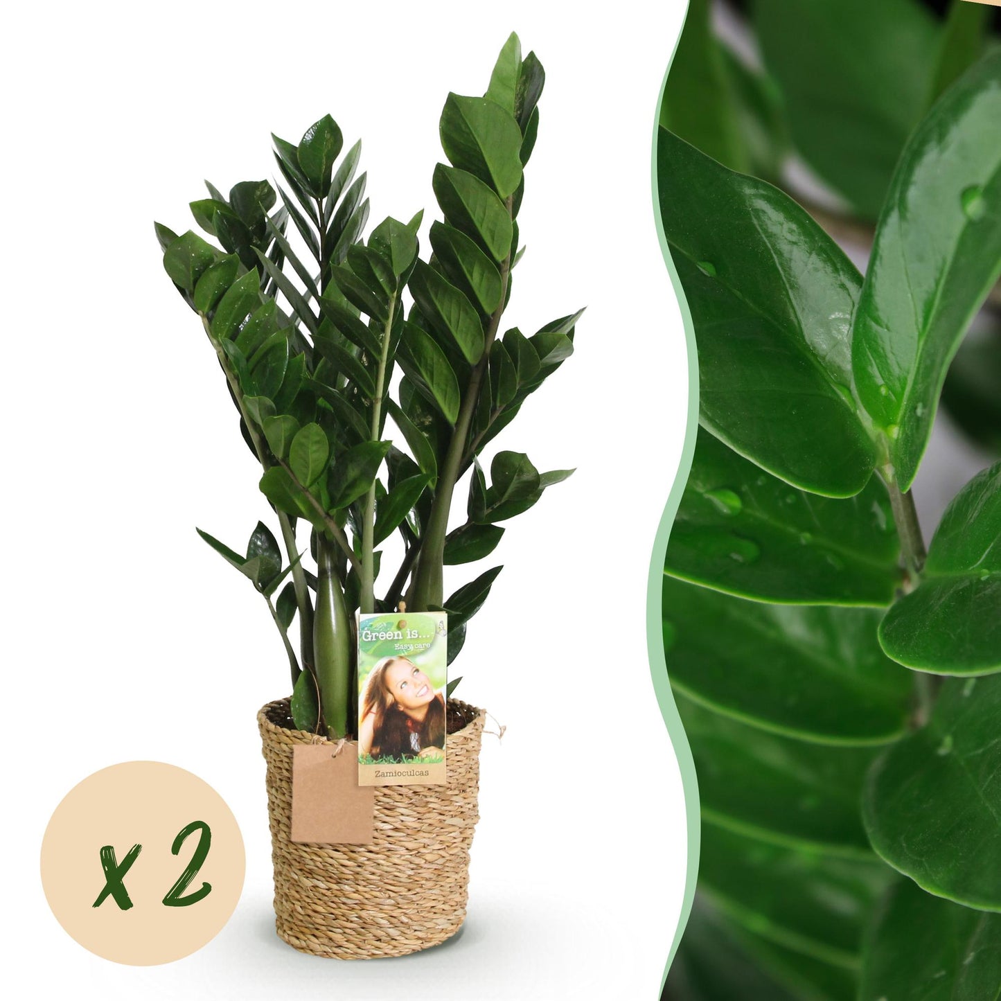 Green boutiQ - Zimmerpflanzen - Zamioculcas - ZZ-Pflanze - Pflegeleicht - mit Korb - Grün - 2 Pflanzen - Topf 17cm - Höhe 65-75cm 